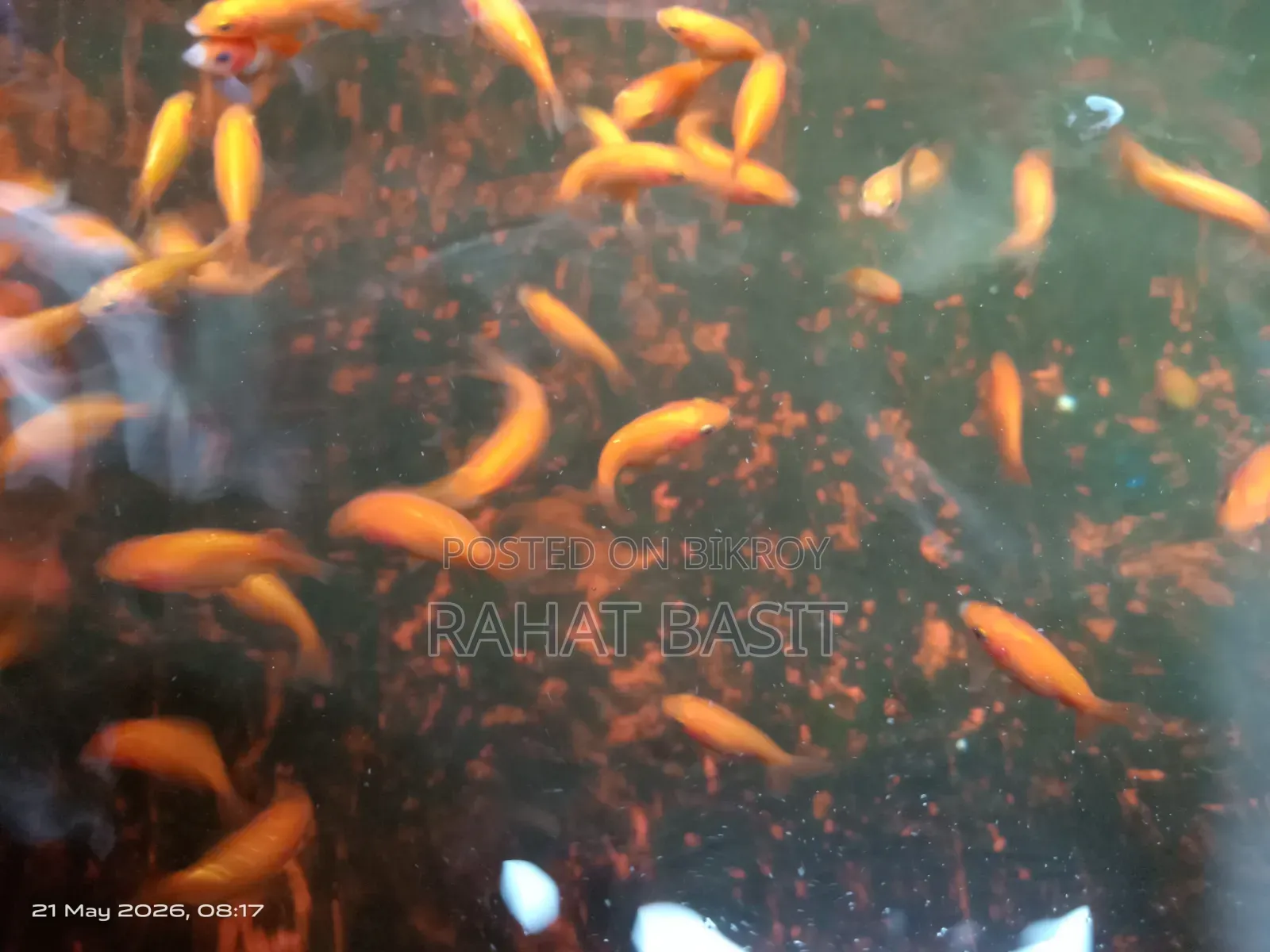 Ranchu Goldfish