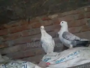 Jhorna Sating