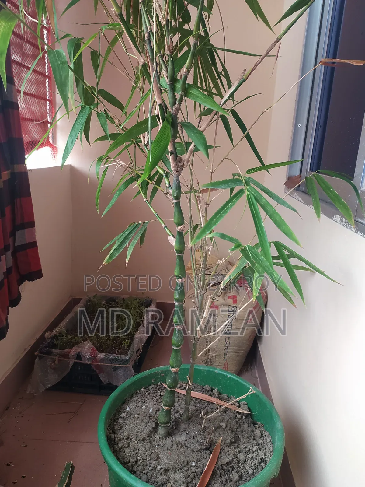 Buddha Belly Bamboo