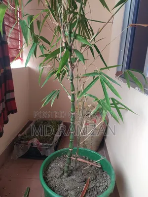 Buddha Belly Bamboo