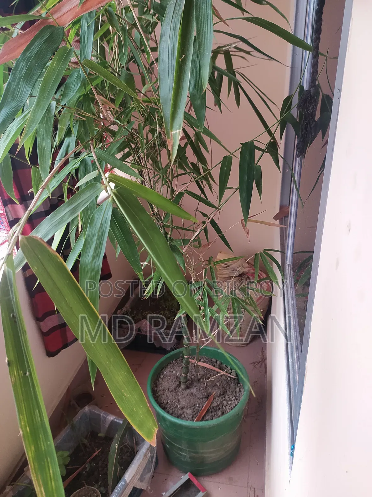Buddha Belly Bamboo