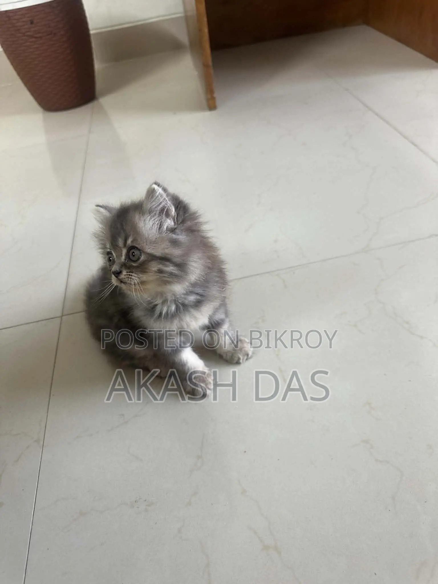 1-3 Months Female Purebred Persian