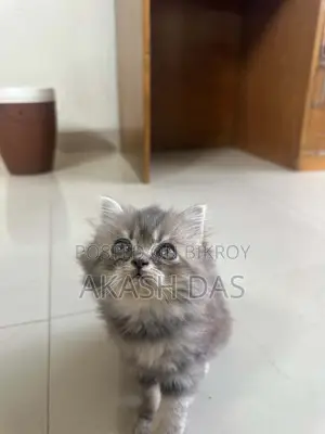 1-3 Months Female Purebred Persian