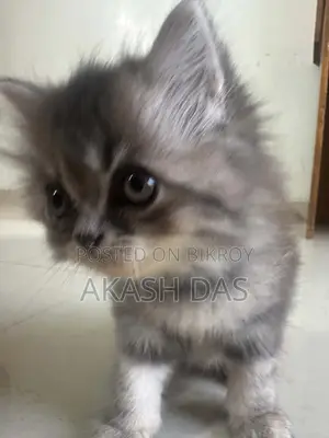 1-3 Months Female Purebred Persian