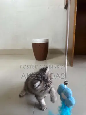 1-3 Months Female Purebred Persian