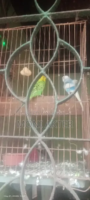 Budgerigar Birds