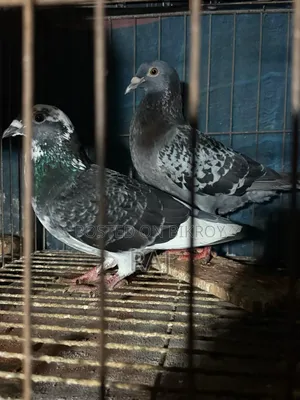 Maksi Homa Pair