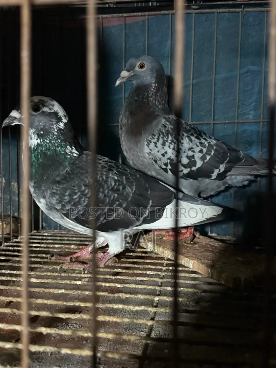 Maksi Homa Pair