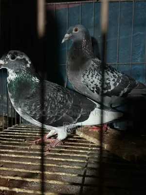 Maksi Homa Pair