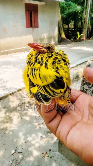 Ishti Kutum Yellow Bird