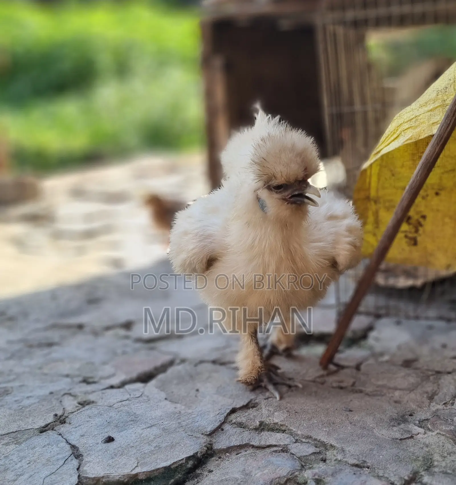 Silkie Rooster and Hen