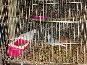 Selling a pair of Diamond Doves