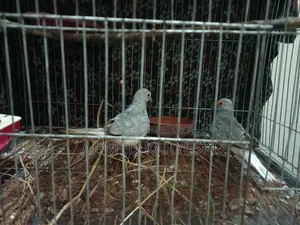 Selling a pair of Diamond Doves