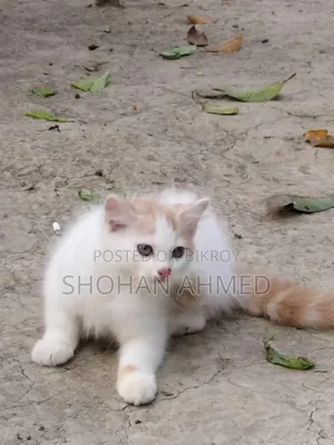 ১-৩ মাস বয়সী পুরুষ পিওরব্রেড পার্সিয়ান
