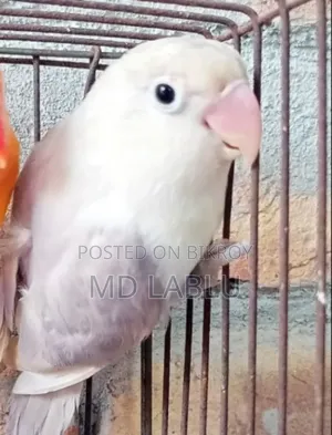 Love Birds for Sale