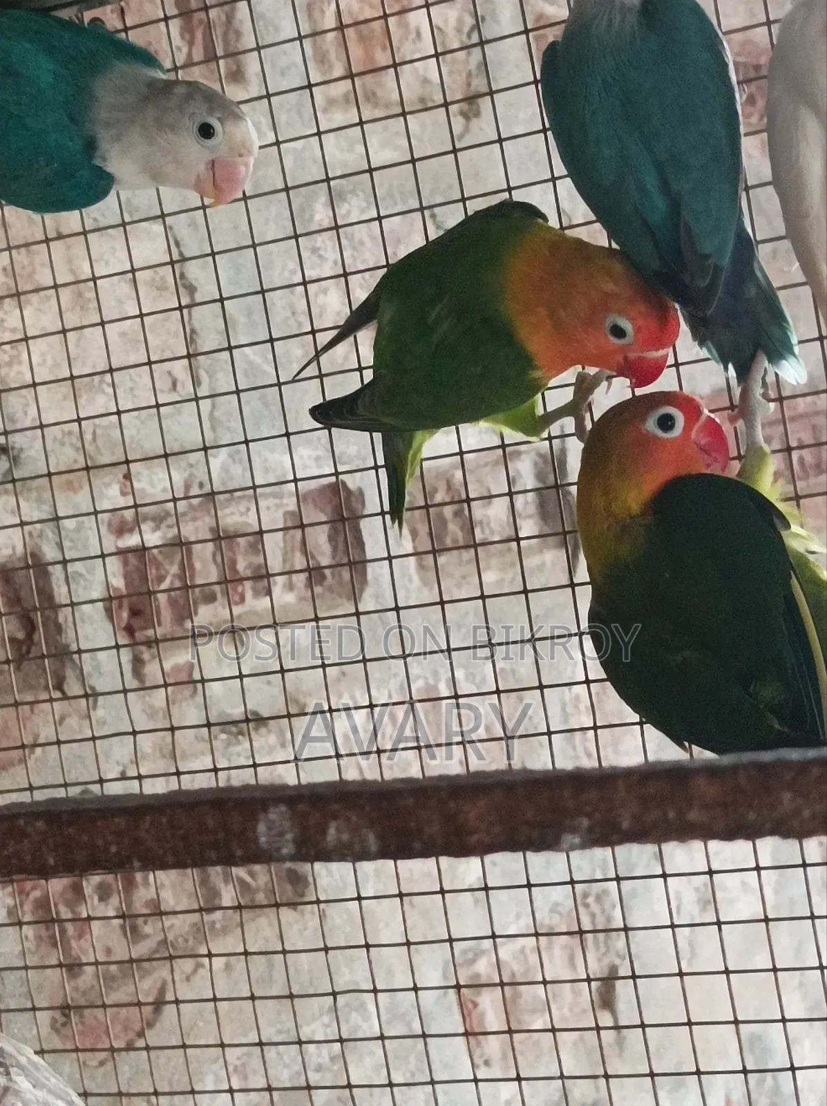 Green Fishes Split Opaline Split B1 or B2