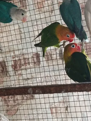 Green Fishes Split Opaline Split B1 or B2