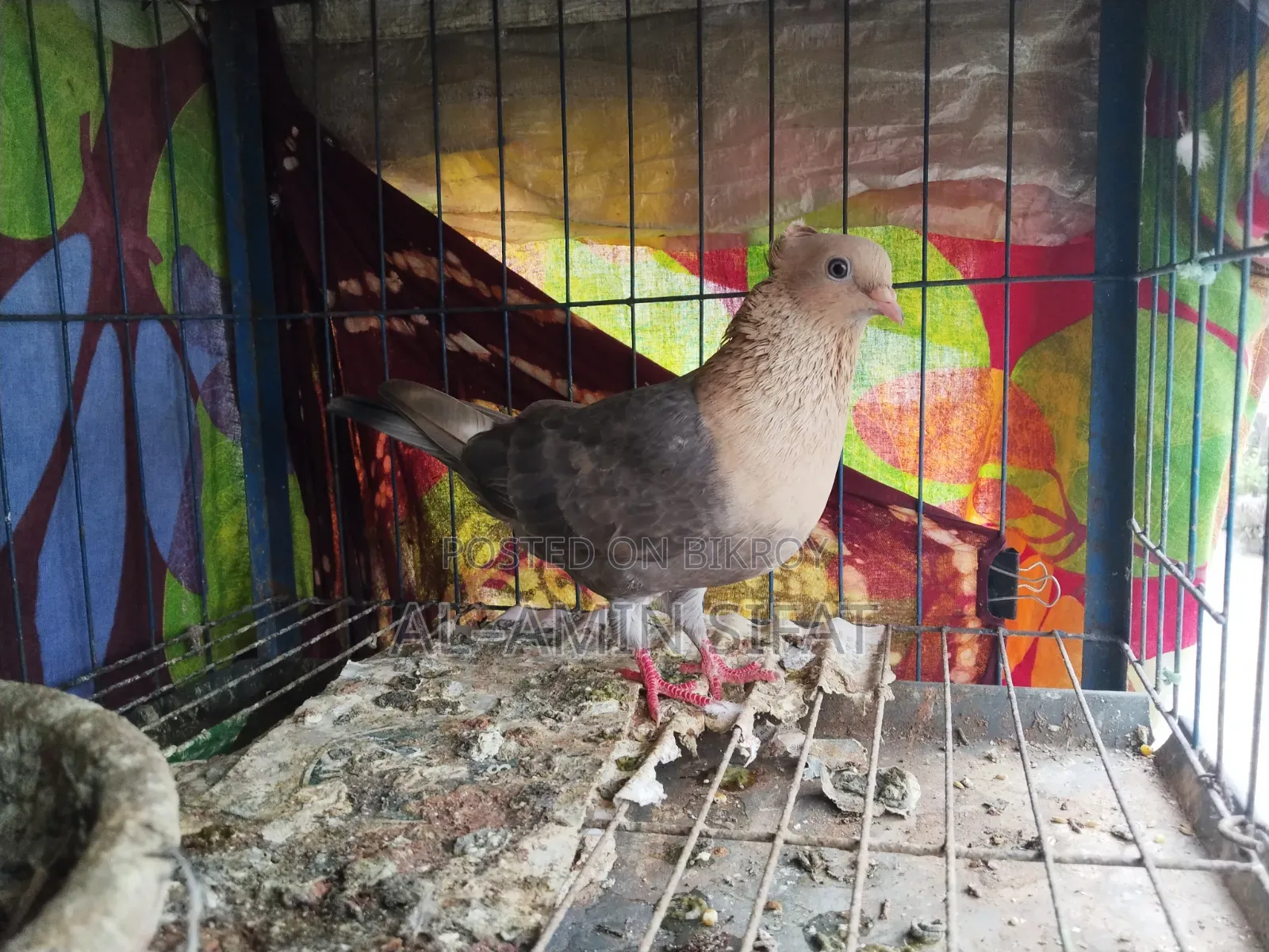 Pigeons for Sale