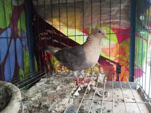 Pigeons for Sale