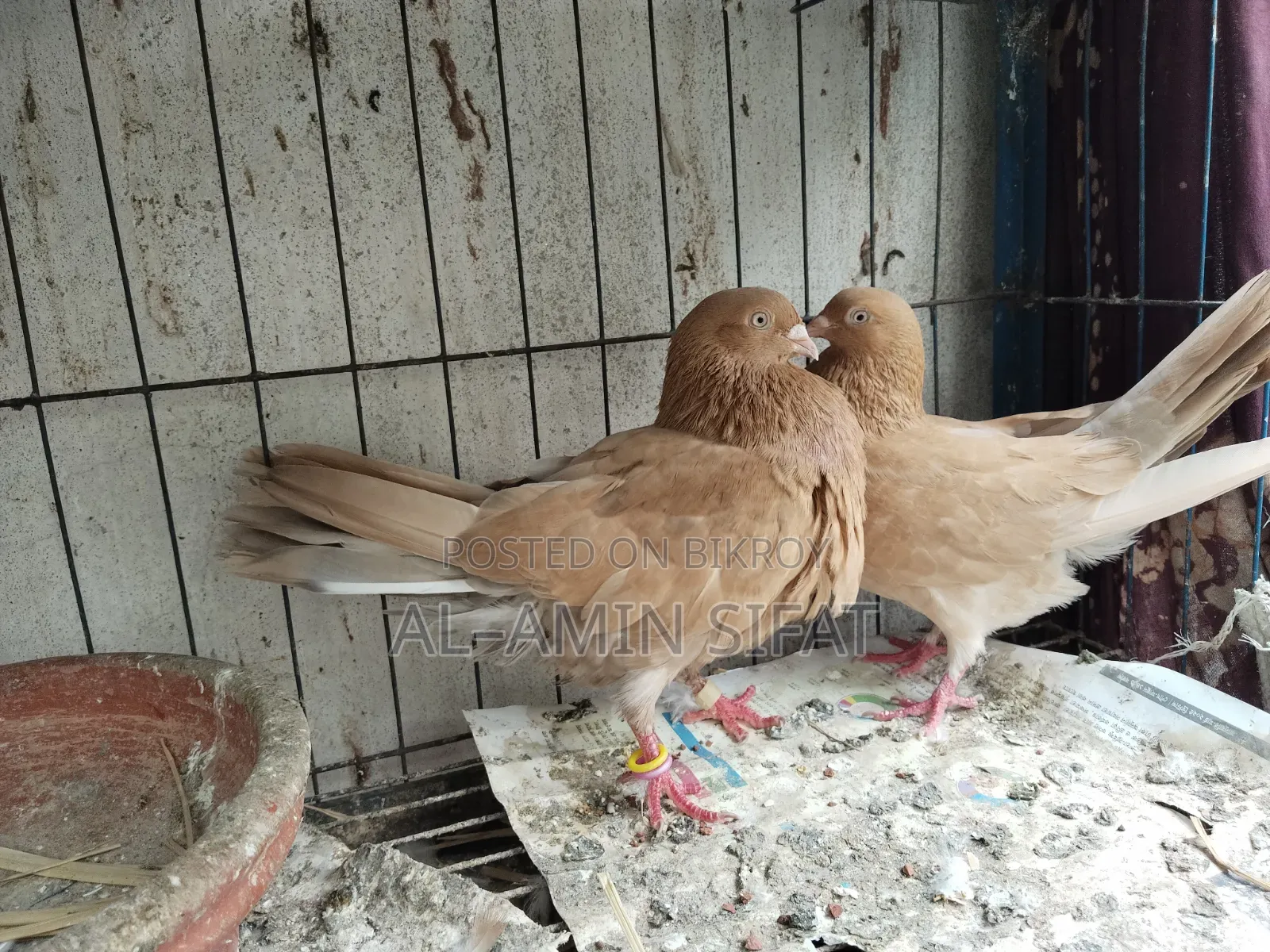 Pigeons for Sale