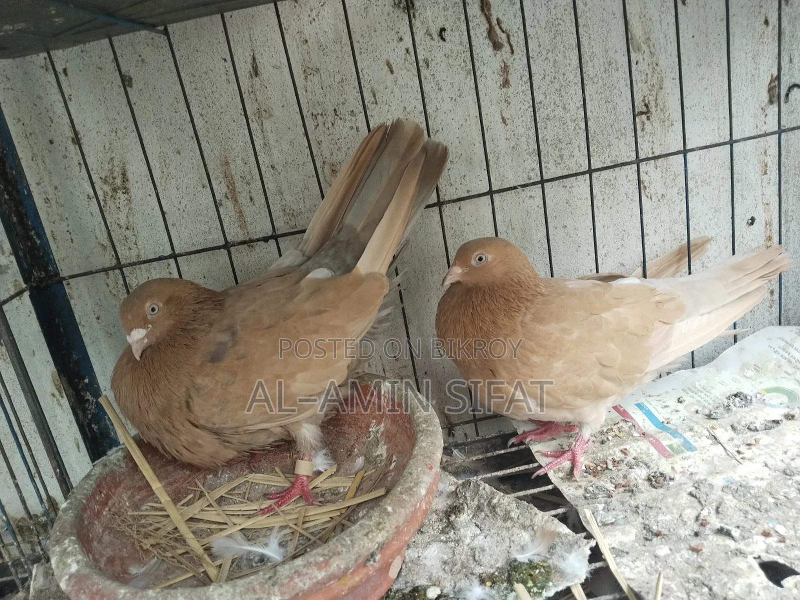 Pigeons for Sale