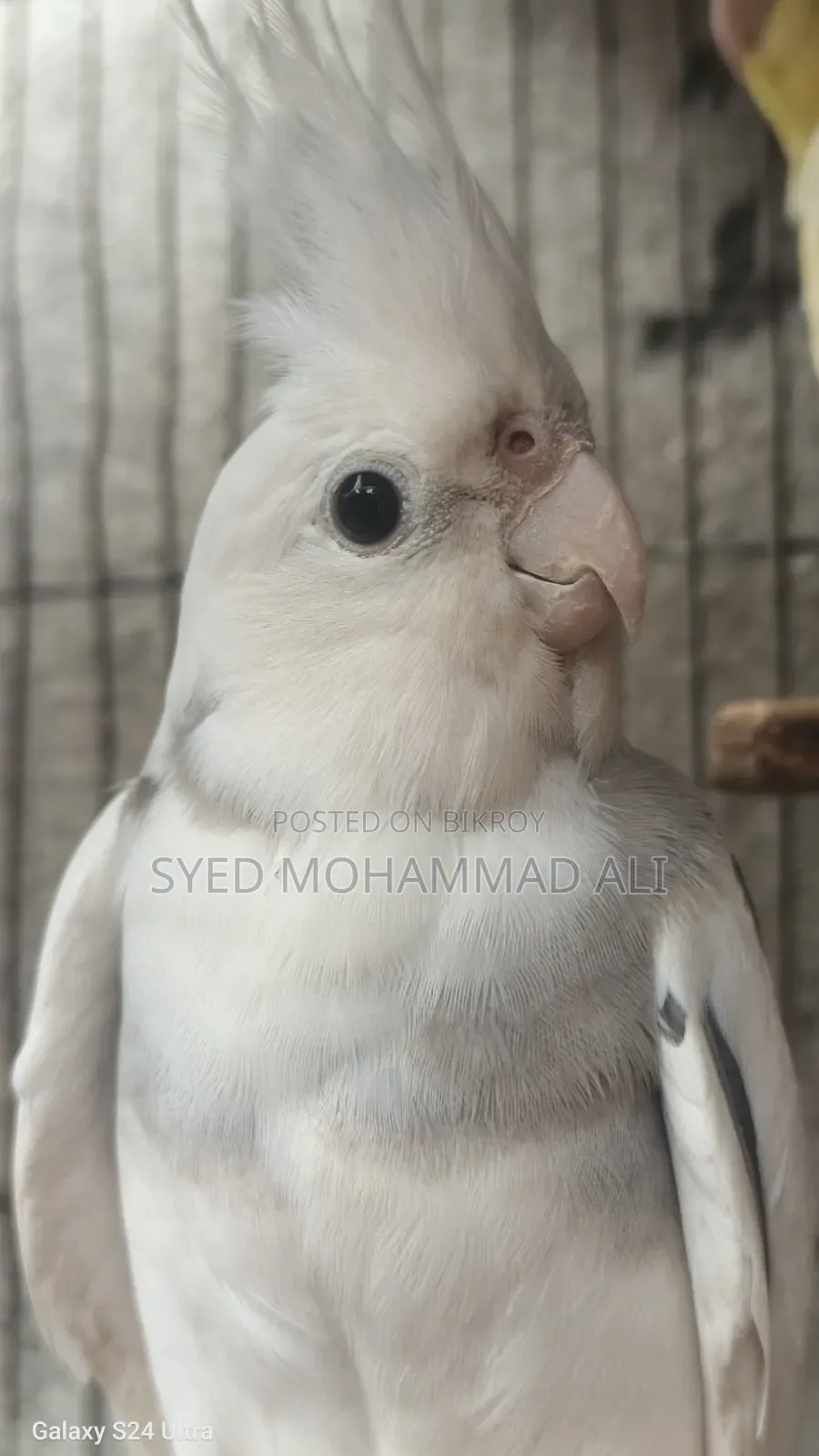 White Face Pied Male
