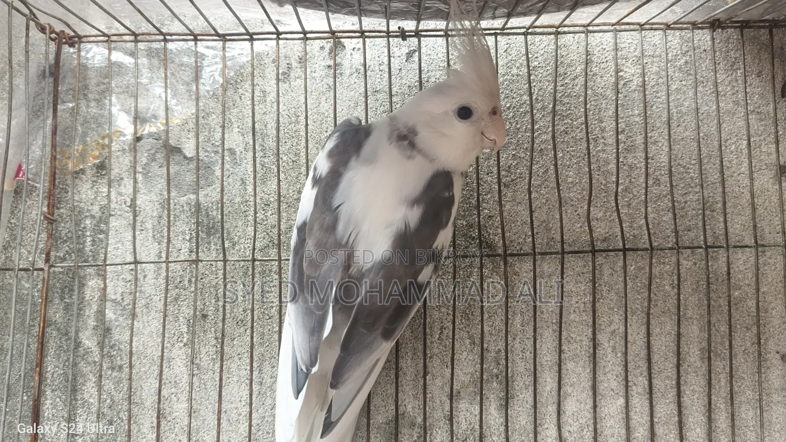White Face Pied Male