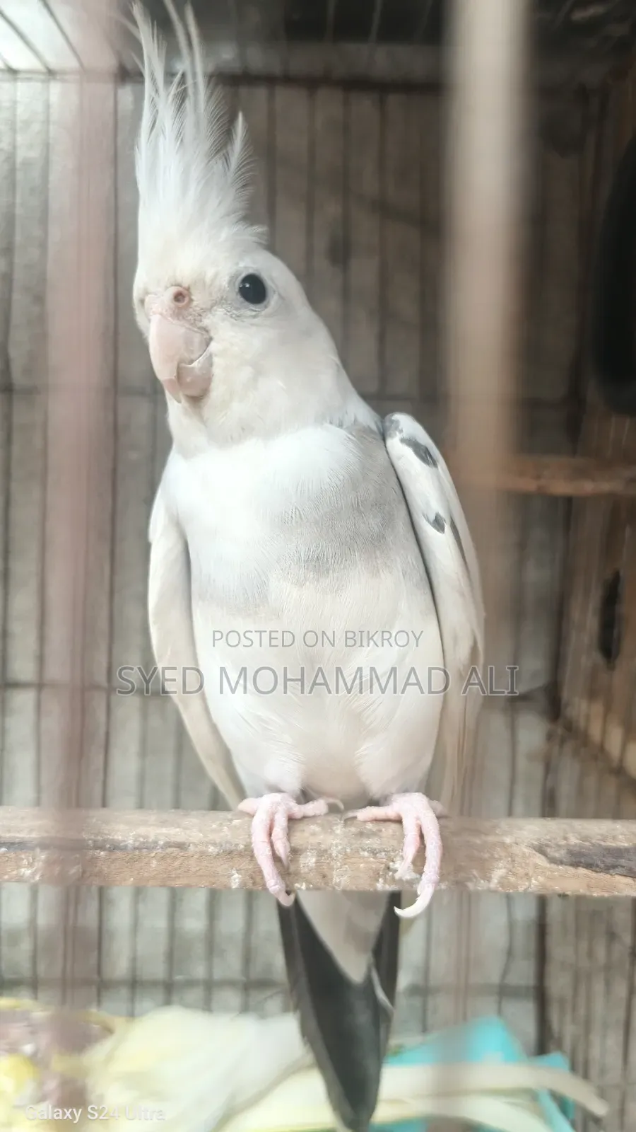 White Face Pied Male