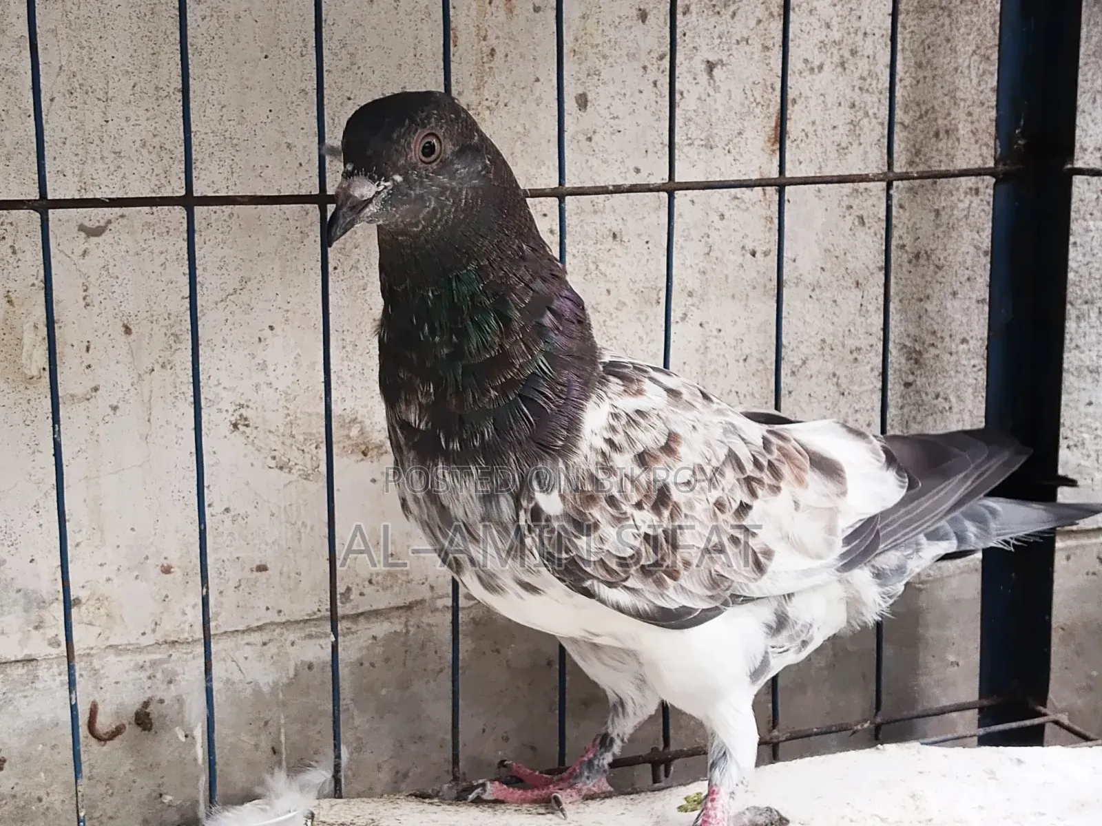 Pigeons for Sale