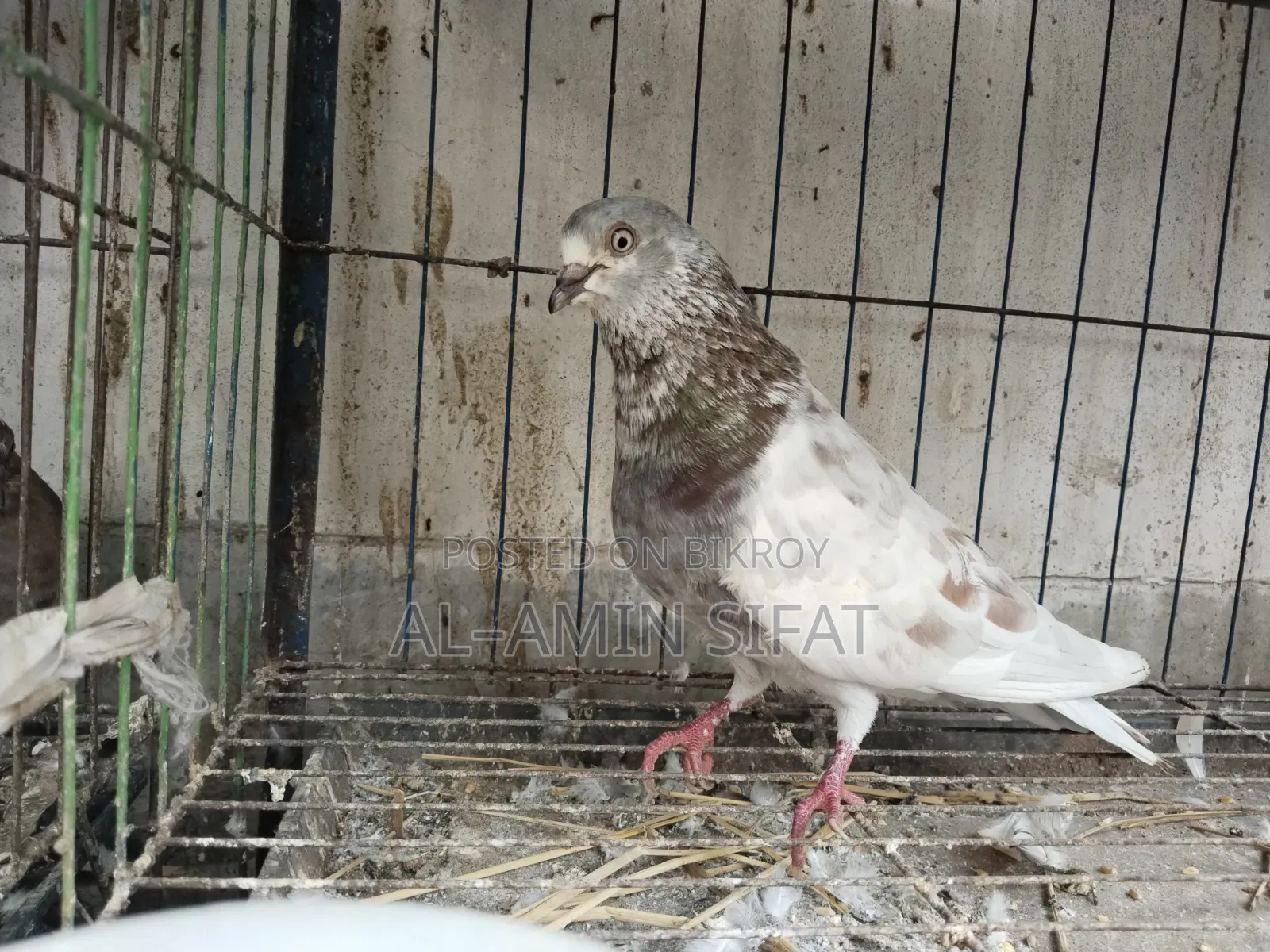Pigeons for Sale