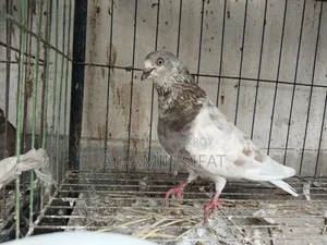 Pigeons for Sale