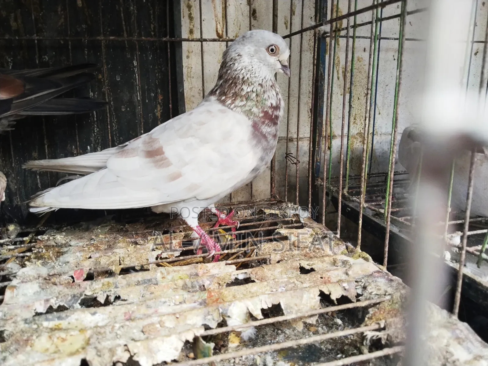 Pigeons for Sale
