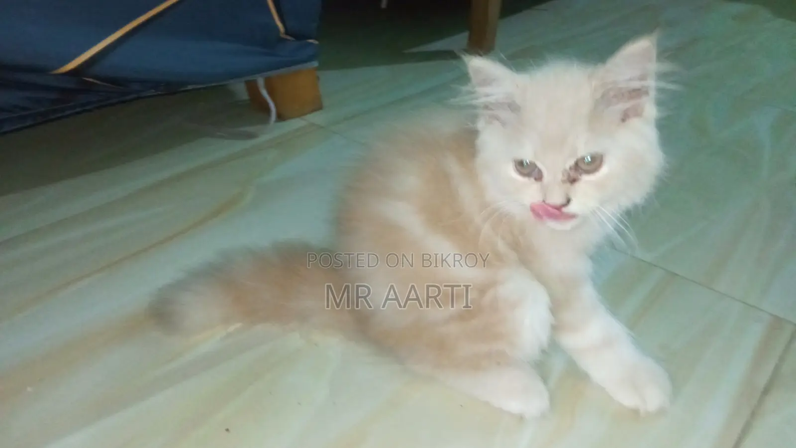 1-3 Months Female Purebred Persian