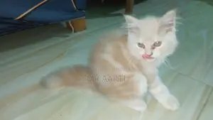 1-3 Months Female Purebred Persian