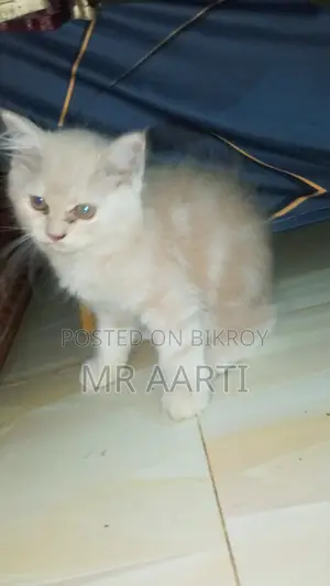 1-3 Months Female Purebred Persian