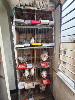 একটি পাখির খাচা বিক্রি হবে