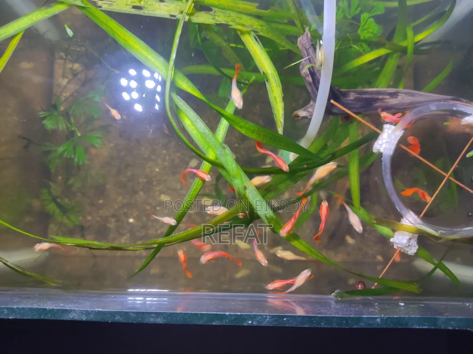 এলবিনো ফুল রেড গাপ্পি মাছ বিক্রি হবে