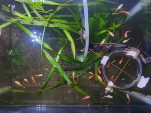 এলবিনো ফুল রেড গাপ্পি মাছ বিক্রি হবে