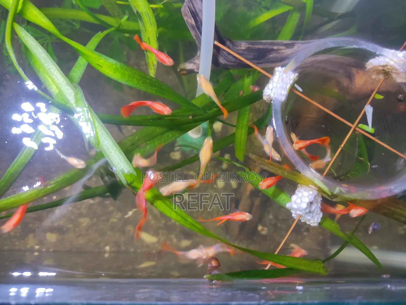 এলবিনো ফুল রেড গাপ্পি মাছ বিক্রি হবে