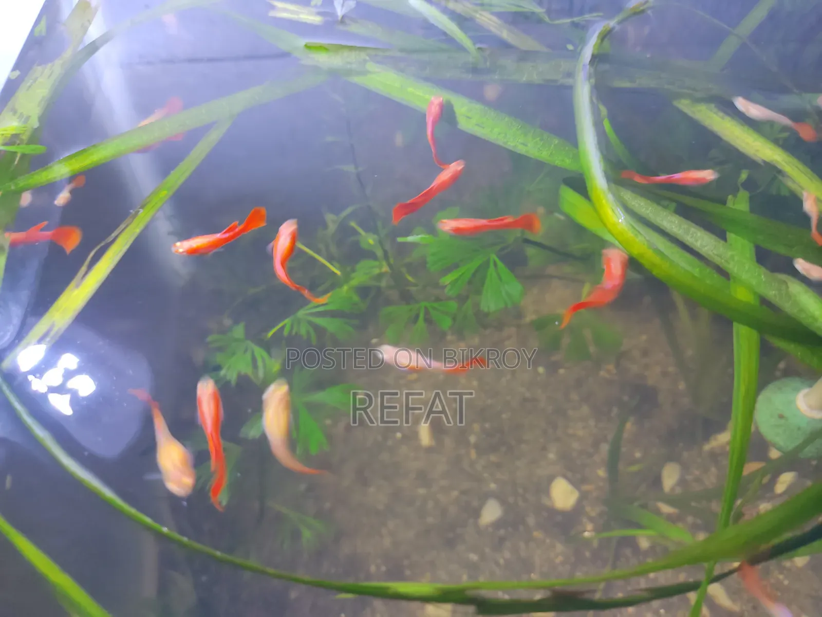 এলবিনো ফুল রেড গাপ্পি মাছ বিক্রি হবে