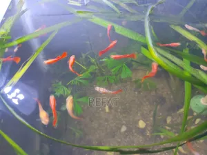 এলবিনো ফুল রেড গাপ্পি মাছ বিক্রি হবে
