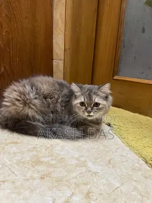 1+ Year Female Purebred Persian