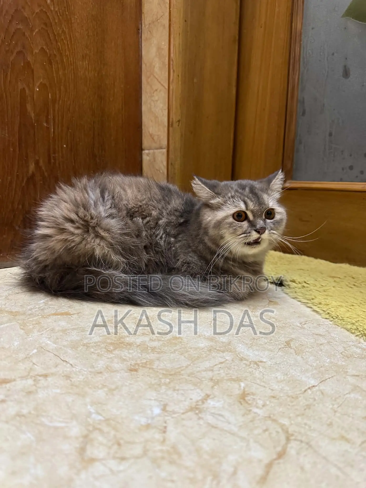 1+ Year Female Purebred Persian