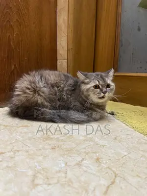 1+ Year Female Purebred Persian