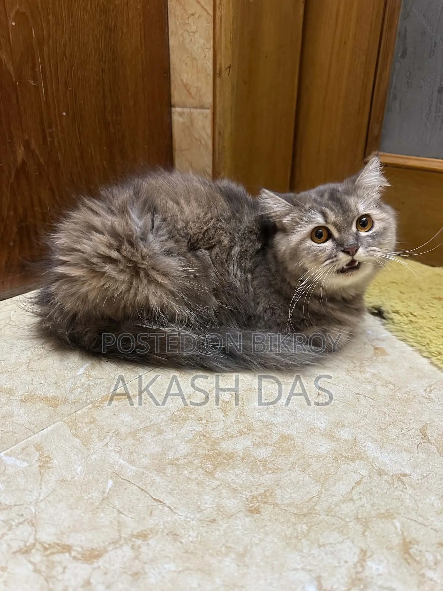 1+ Year Female Purebred Persian