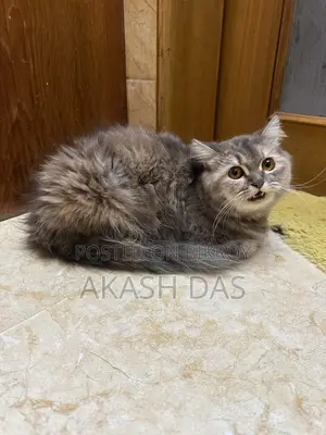 1+ Year Female Purebred Persian