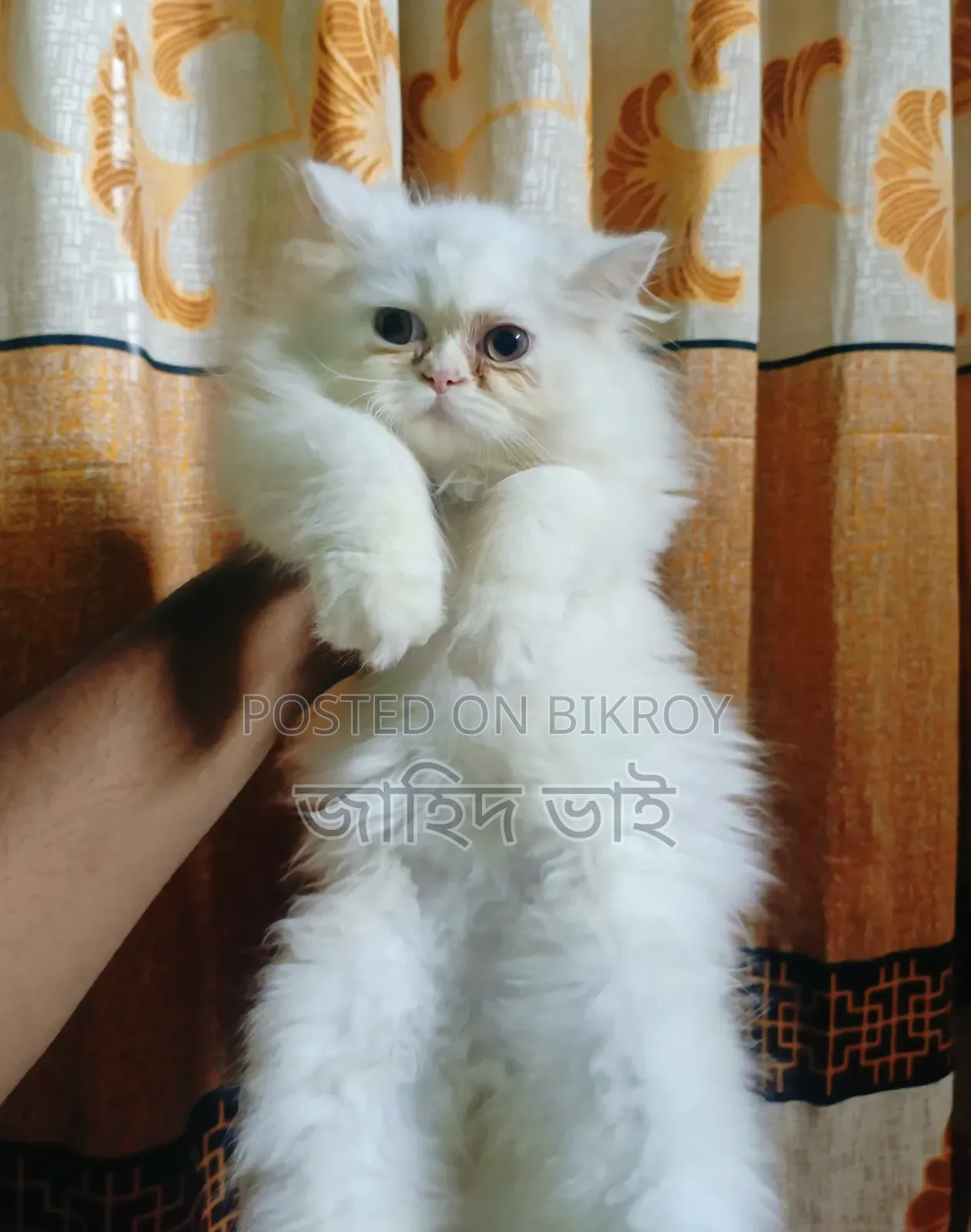 3-6 Months Male Purebred Persian