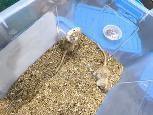 Mongolian Pied Gerbil