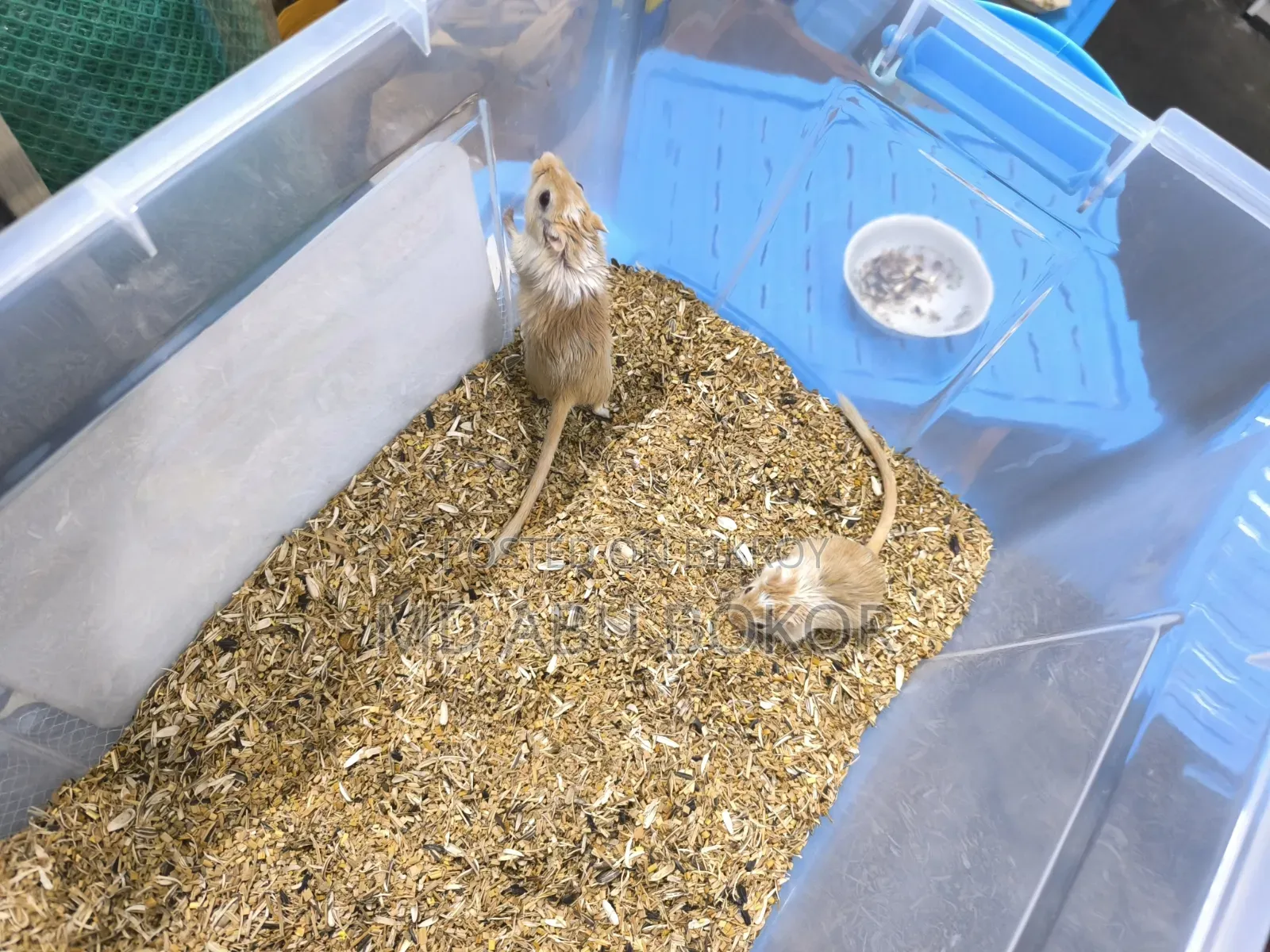 Mongolian Pied Gerbil