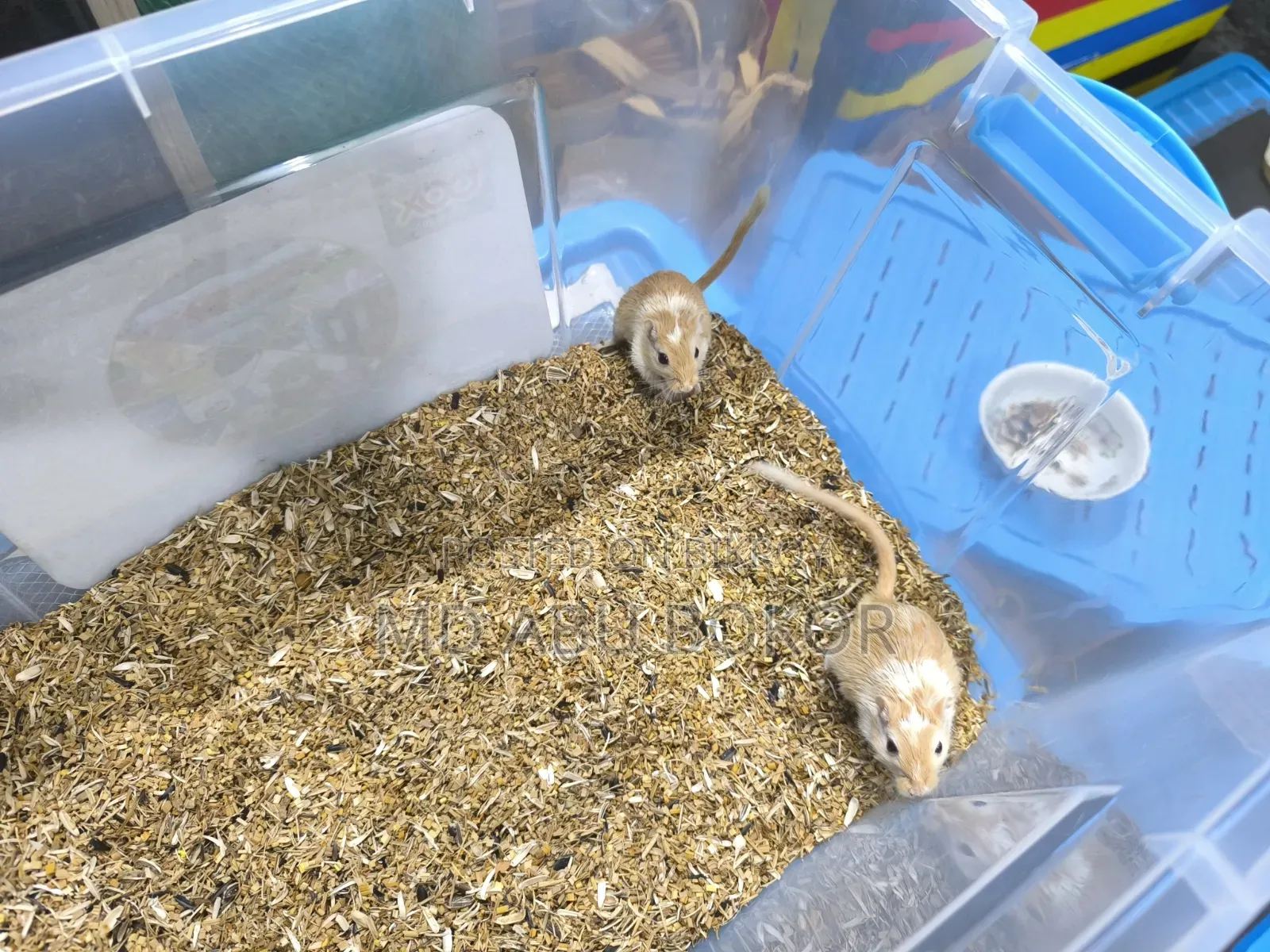 Mongolian Pied Gerbil
